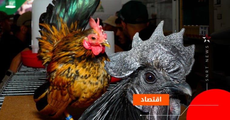 دجاج الزينة
