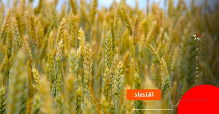 الحبوب 