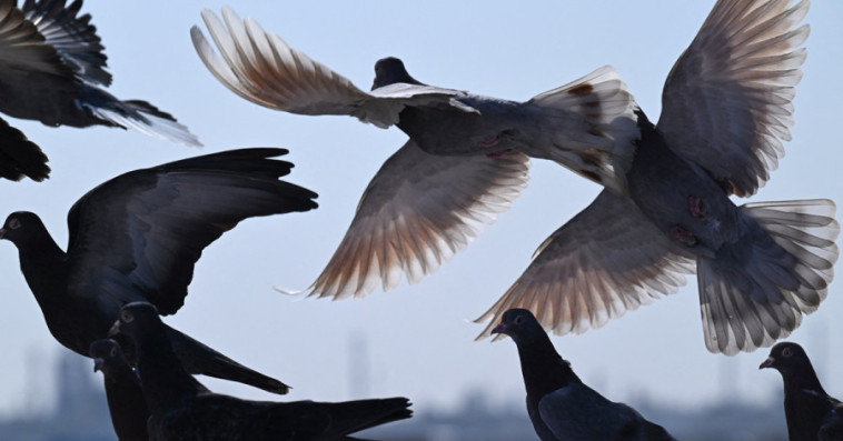 Pigeons