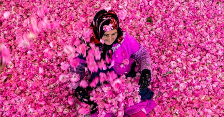 ورد