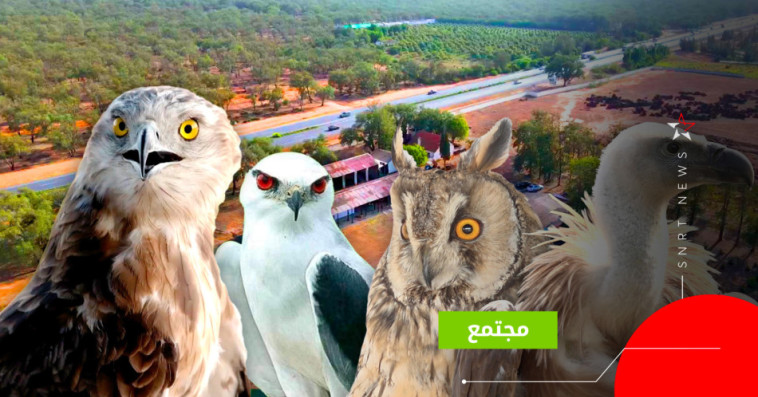 طيور 