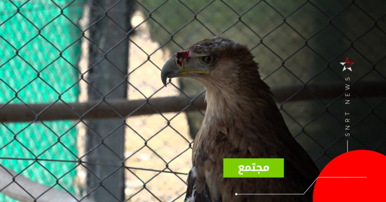 طائر إسباني