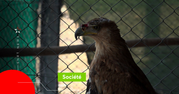 Rapace