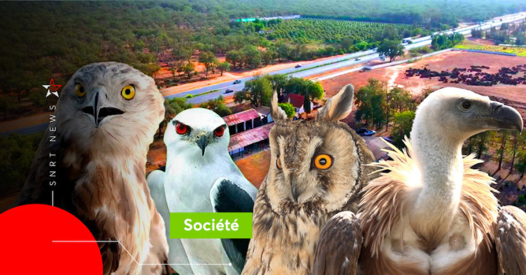 Oiseaux