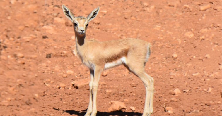 Jardin zoologique national