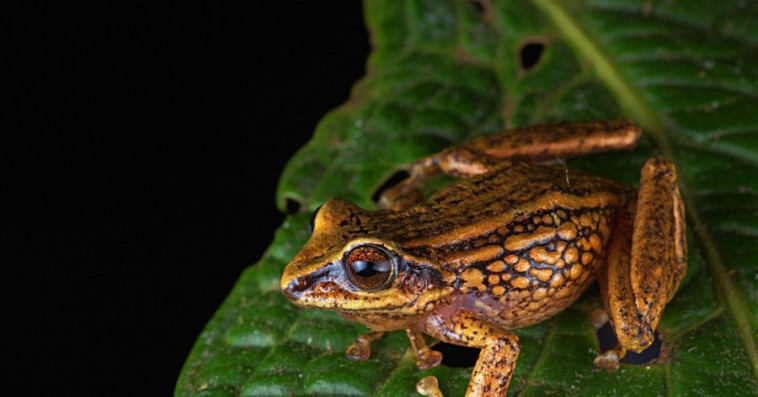 grenouille pérou