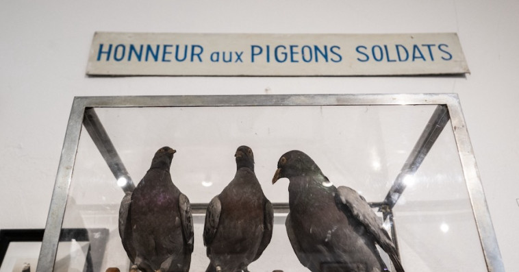 Pigeons militaires
