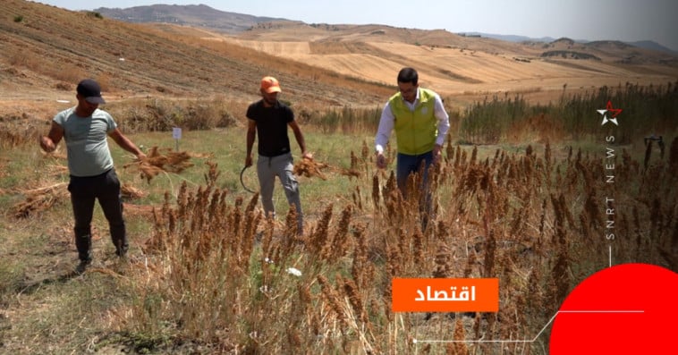 الكينوا