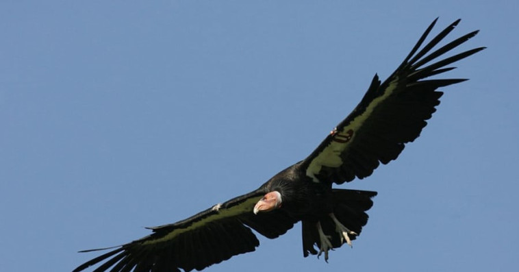 Vautour