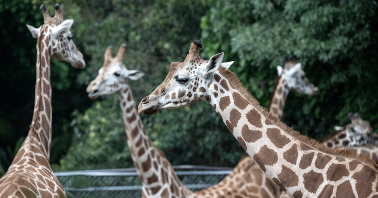 Girafes