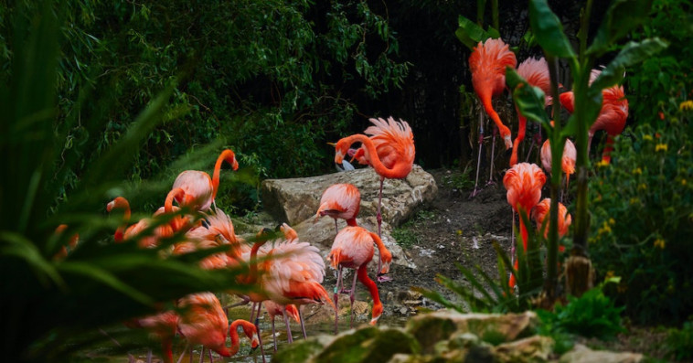 flamants roses