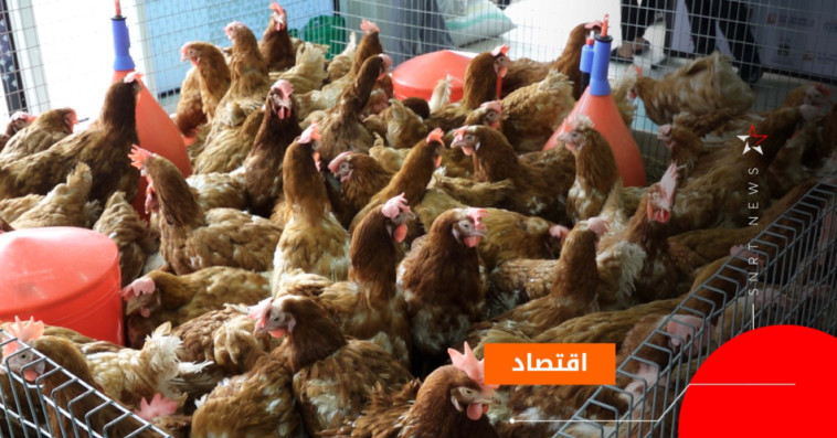 الدواجن