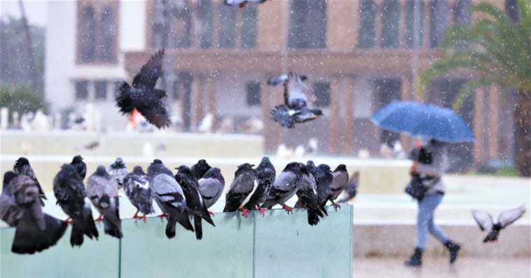 أمطار