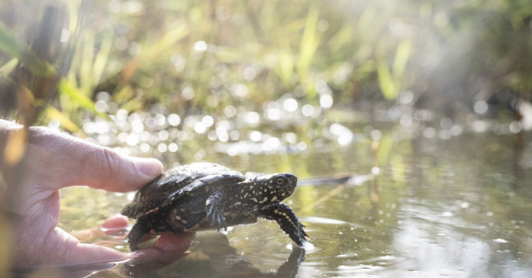 Tortue