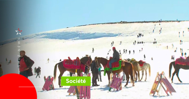 Feed