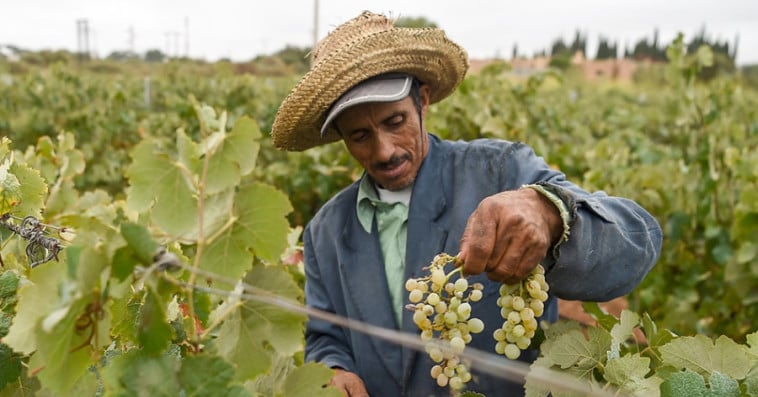 Agriculture-raisin- فلاحة-عنب