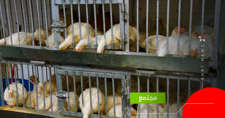 الدواجن