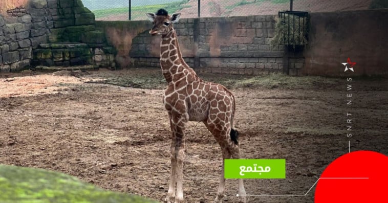 girrafe