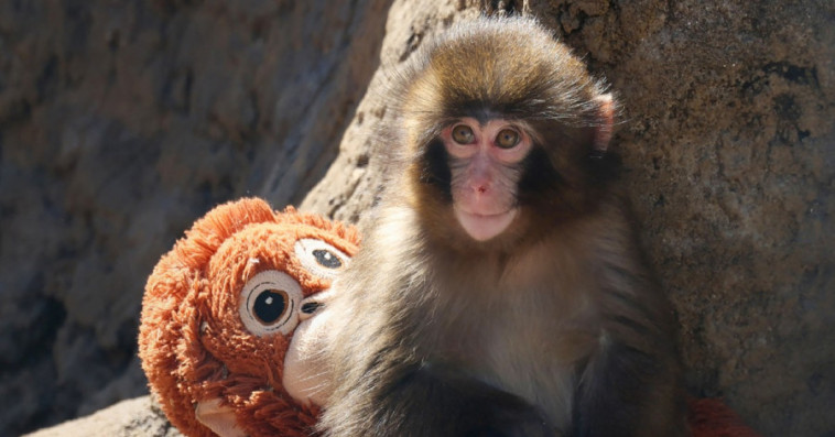 monkey punch