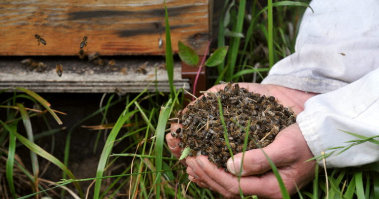 Abeilles