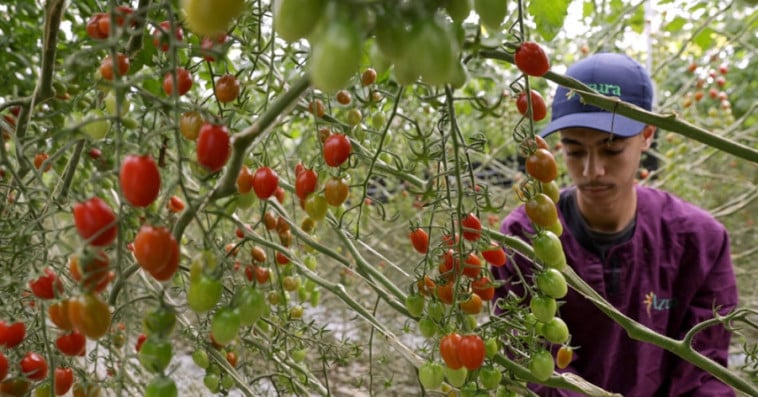 TOMATES