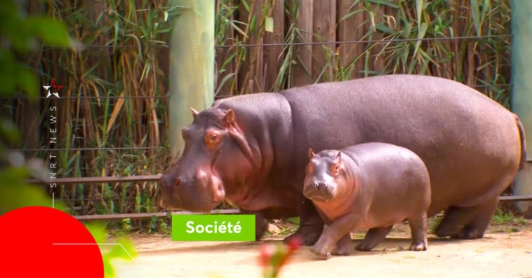 Bébé Hippopotame Rabat