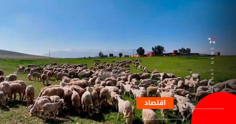 oujda