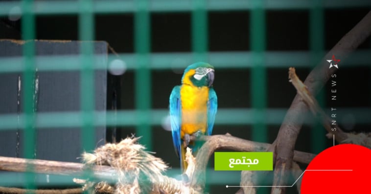 طيور