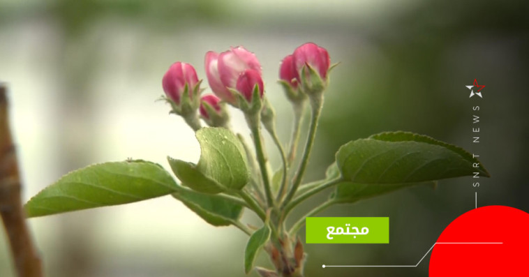 شتائل 