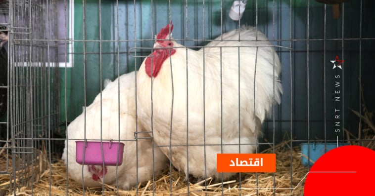 دجاج الزينة