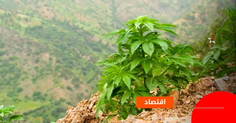 القنب الهندي