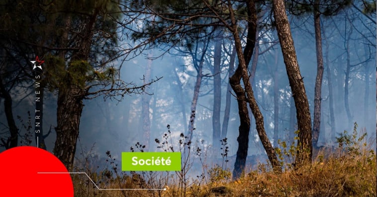Forêt