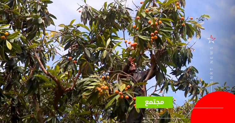 بساتين المزاح
