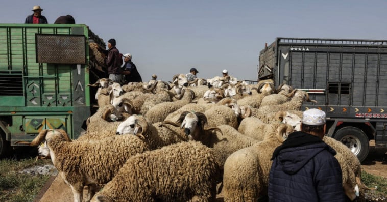 moutons