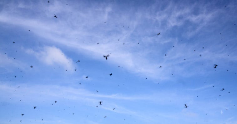 insects