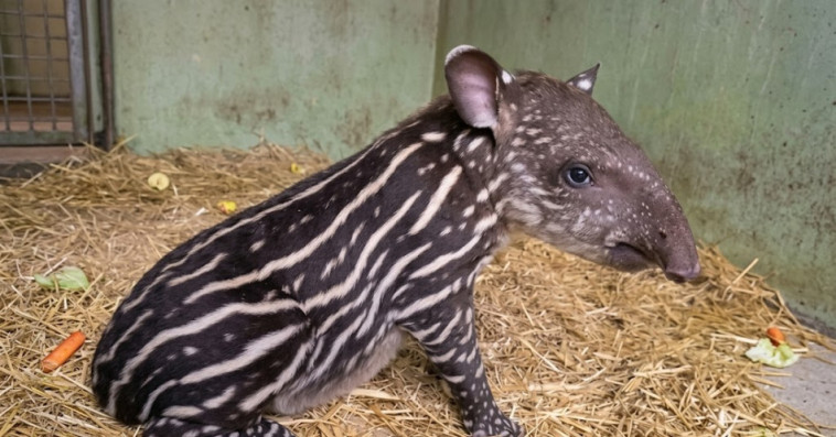 TAPIR