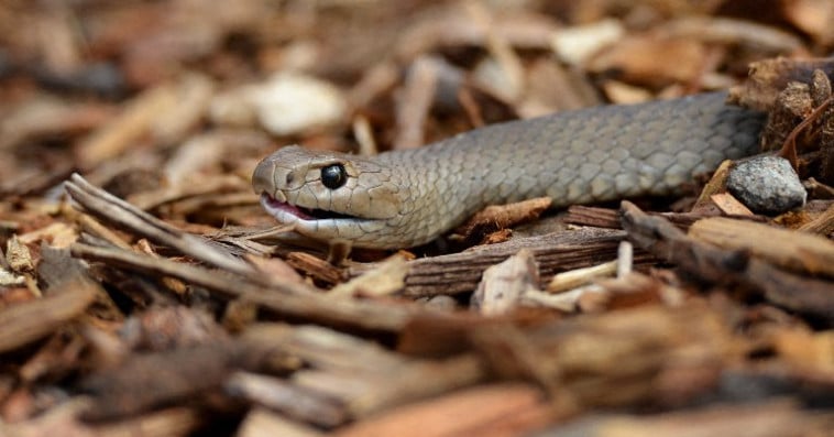 serpent