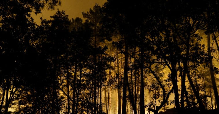 Incendie Forêt de Fontainebleau