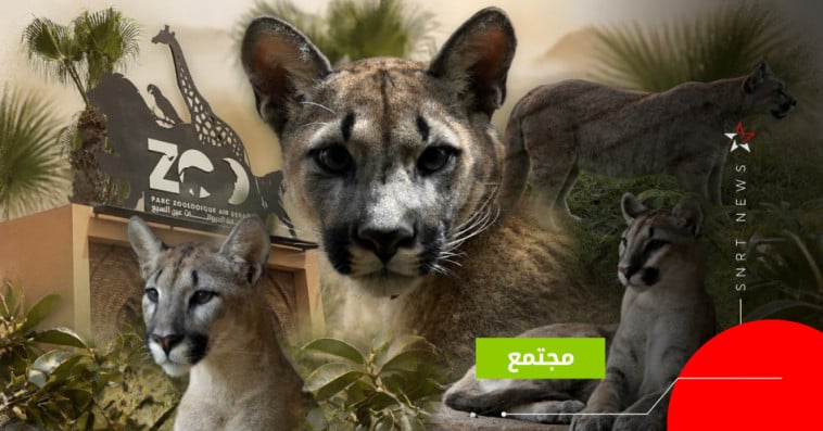 أسود الجبال